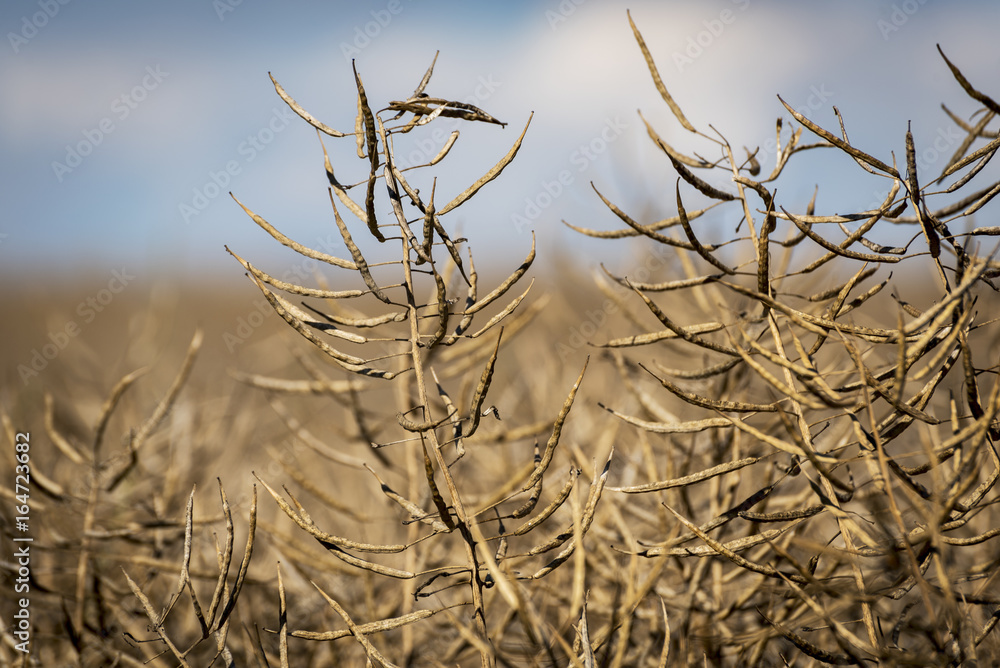 Fototapeta premium Dried matured rape in the field
