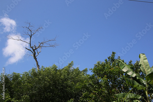 jungle cubaine photo