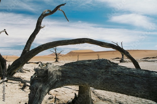 Dead trees in Dead Vlei / Sossusvlei area (Namibia)
