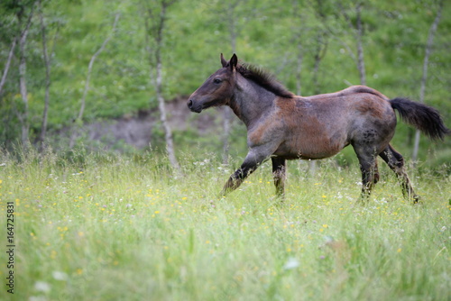 free spirit, gray noriker foal running through deep gras © Grubärin