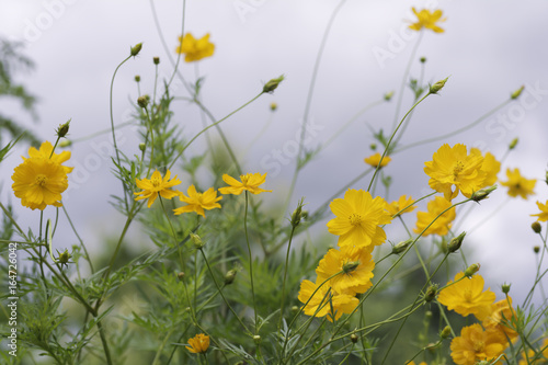 Yellows cosmos flowers on Blurred Background