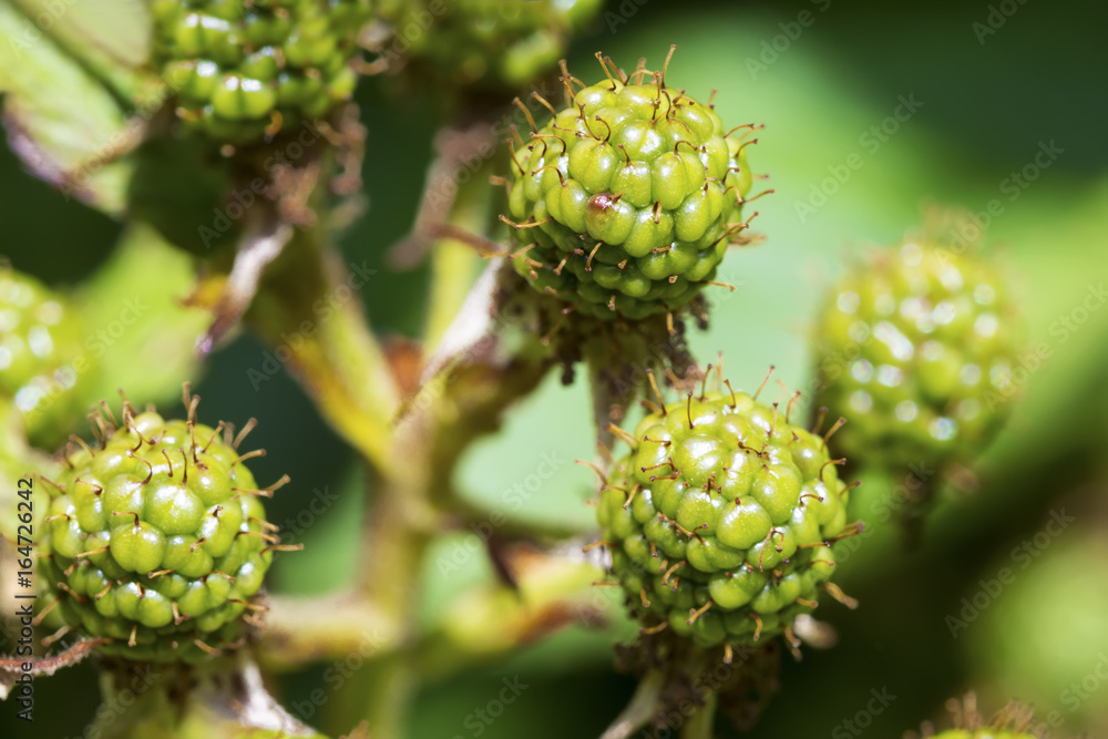 Unripe green blackberry on a bramble bush Unripe green blackberry on a bramble bush