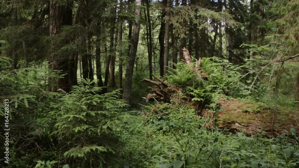 Wild forest in summer - coniferous trees, logs, forest cover, undergrowth, grass, fern plants. Slow pan. Selective focus. Wild forest in summer - coniferous trees, logs, forest cover, undergrowth, grass, fern plants. Slow pan. Selective focus.
