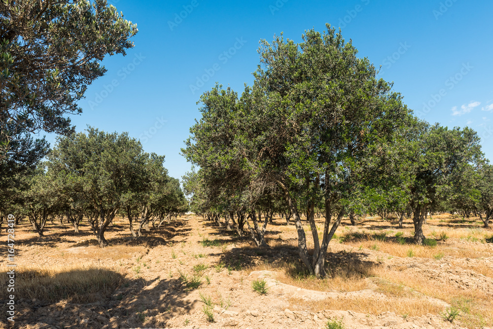 Plantation of olive trees