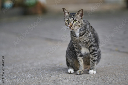 Cat, black and grey with black stripes sitting on the concrete flooring. © Somkiat