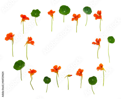Flowers and leaves of nasturtium (Tropaeolum) on white background with space for text. Top view, flat lay