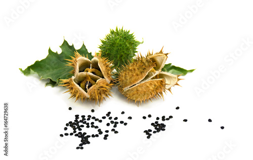 Opening fruits  seeds and leaves Datura stramonium  common names  jimsonweed  Devil s snare  on a white background