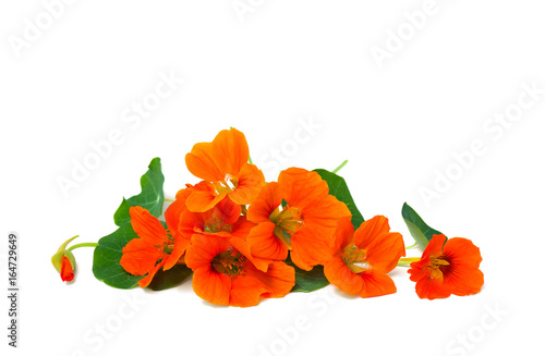 Flowers and leaves of nasturtium (Tropaeolum) on white background with space for text photo