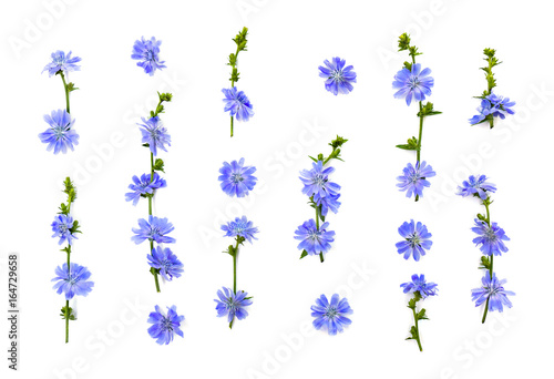Flowers of common chicory (Cichorium intybus) white background. Roots used as a coffee substitute and additive. Top view, flat lay. Texture. photo