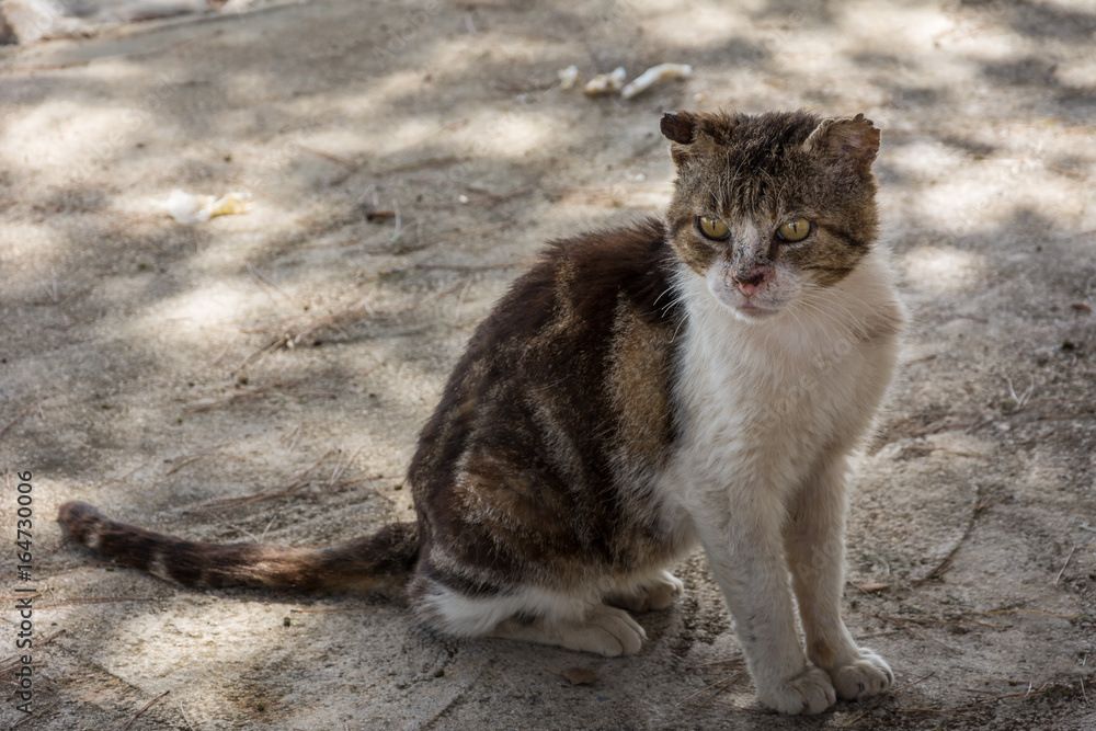 Obraz premium Straßenkatze