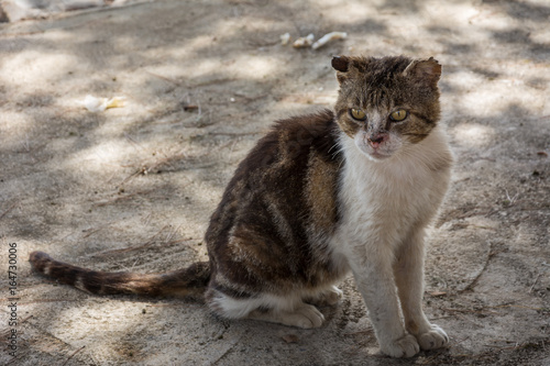 Straßenkatze