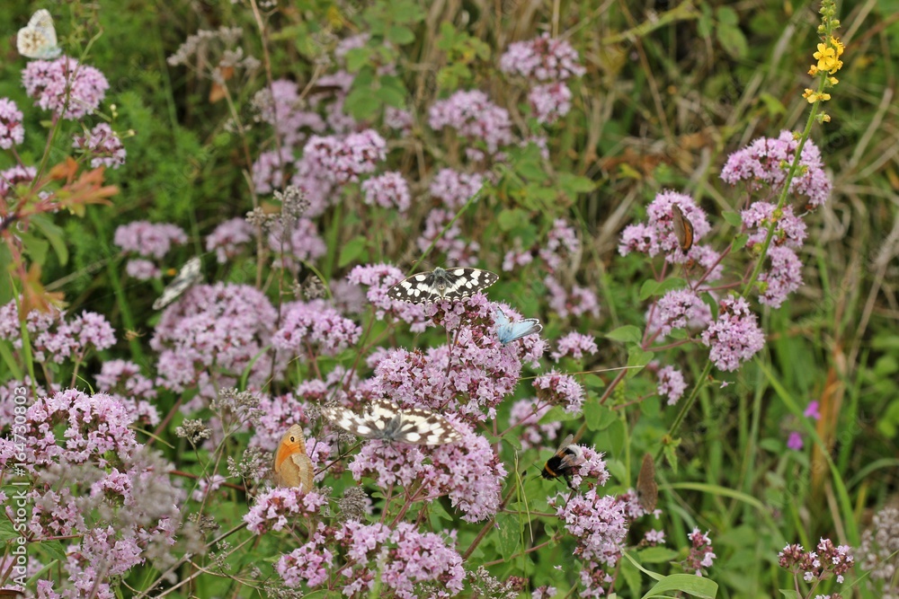 Viele Schmetterlinge auf Echtem Dost (Origanum vulgare)
