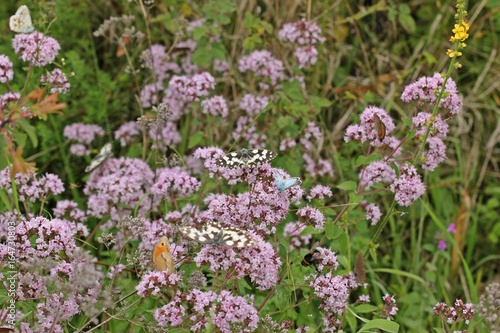 Viele Schmetterlinge auf Echtem Dost (Origanum vulgare) 