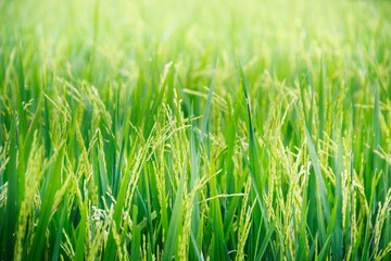 Acrylglasbilder Gras Grünes Reisfeld im Sommerwind  © murrrrrs