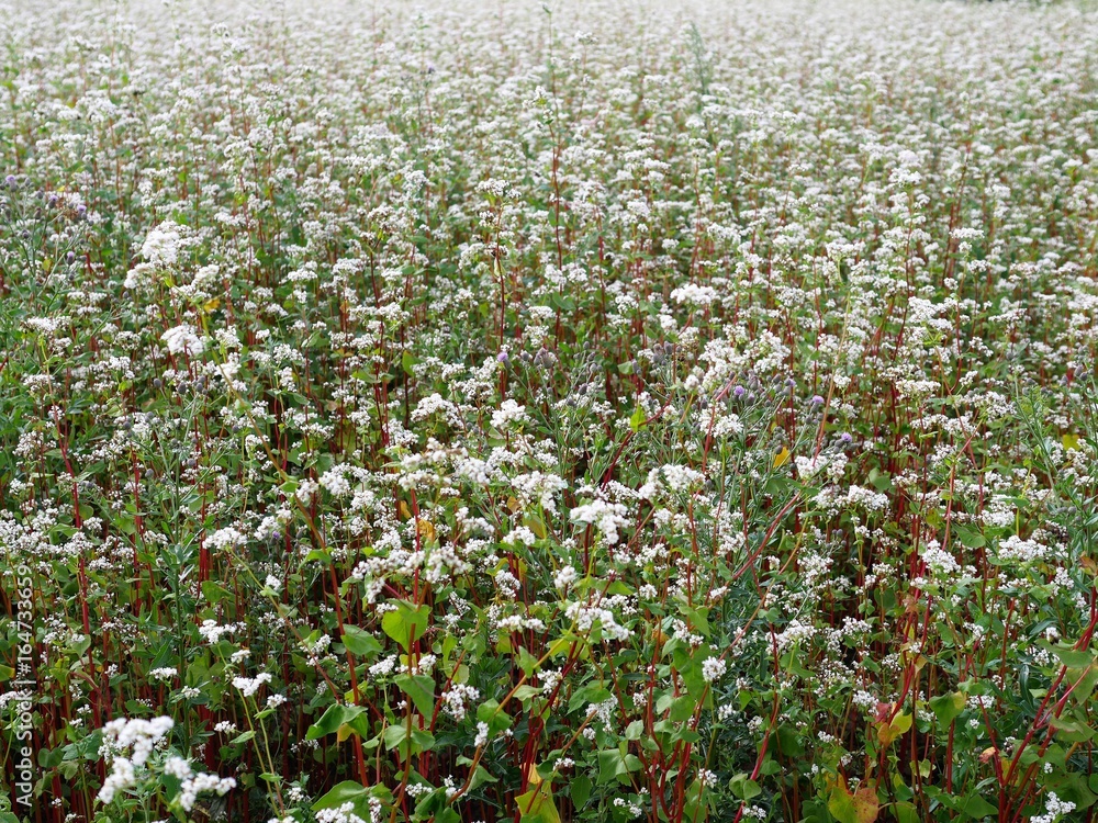 Blooming buckwheat, background, field Blooming buckwheat, background, field