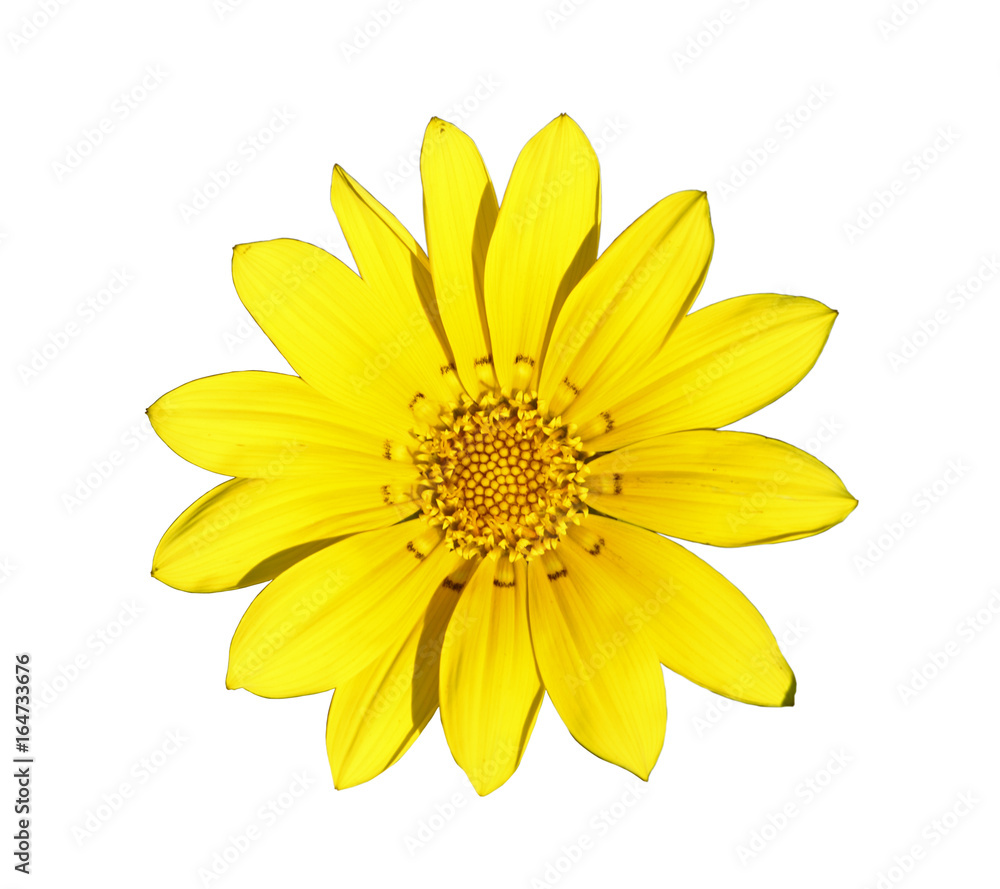 Flower of gazania Flower of gazania