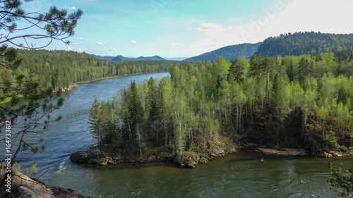 Landscape of the Altai Mountains  Siberia  the rapid flow of the mountain river Katun  the precipice and pine trees