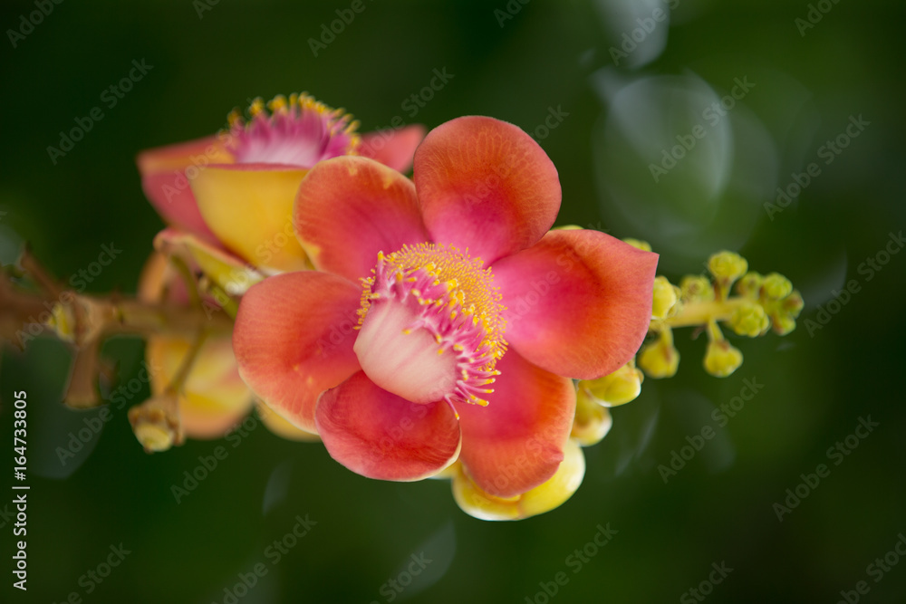 Obraz premium Flower of Cannonball tree (Couroupita guianensis) Pink Petals with yellow Pollen a beautiful macro shot of green background