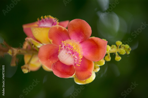 Flower of Cannonball tree (Couroupita guianensis) Pink Petals with yellow Pollen a beautiful macro shot of green background