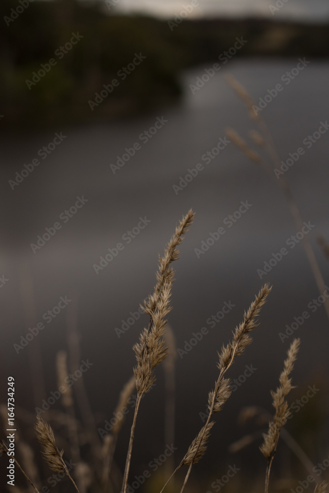 Fototapeta premium lake grass