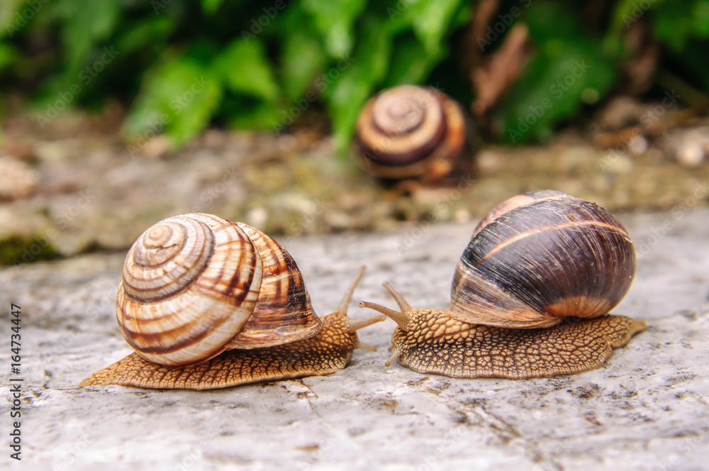 Snail with a company of other snails in nature after rain Snail with a company of other snails in nature after rain