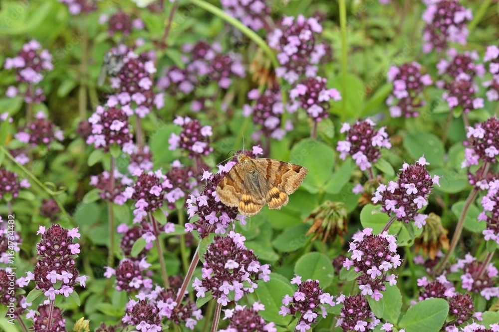 Poster Braune Tageule (Euclidia glyphica) an Thymian (Thymus pulegioides) – Wandbild