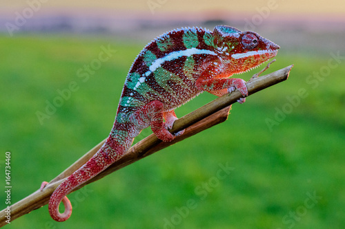 Chameleon (Chamaeleoninae)