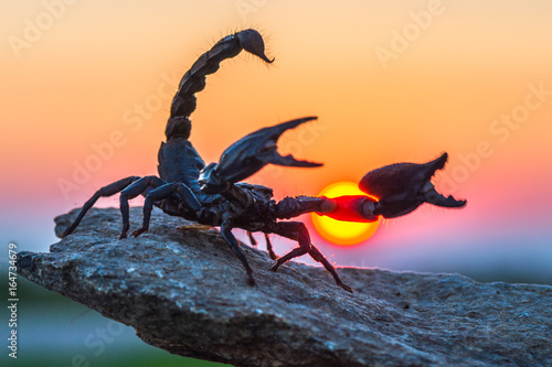 Scorpion at sunset (Scorpionida)  photo