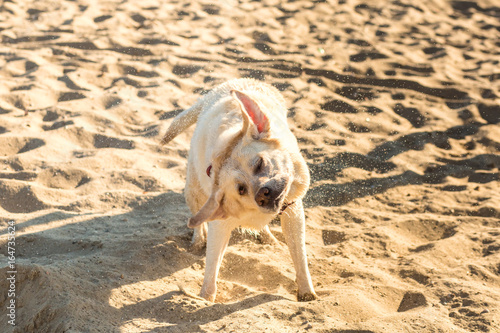 Labrador retriever dog on beach. Labrador Shakes Off Water © nazarovsergey