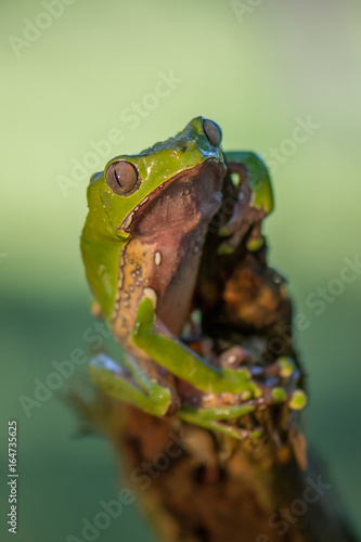 Frog Phyllomedusa bicolor, also known as blue-and-yellow frog, bicoloured tree-frog, giant monkey frog,[2] giant leaf frog,[3] or waxy-monkey treefrog,[4] is a hylid frog. It is found in the Amazon ba © vaclav
