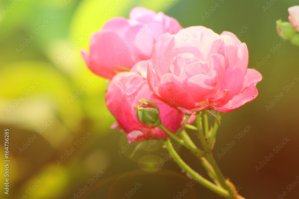 Fototapeta premium Sunset roses