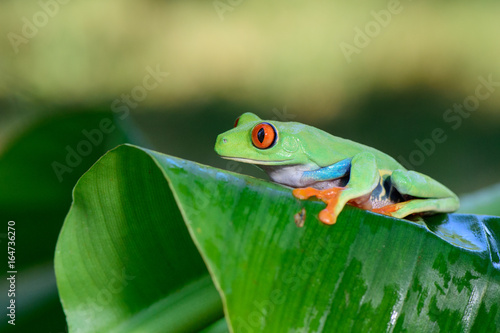 Frog(Agalychnis callidryas) 