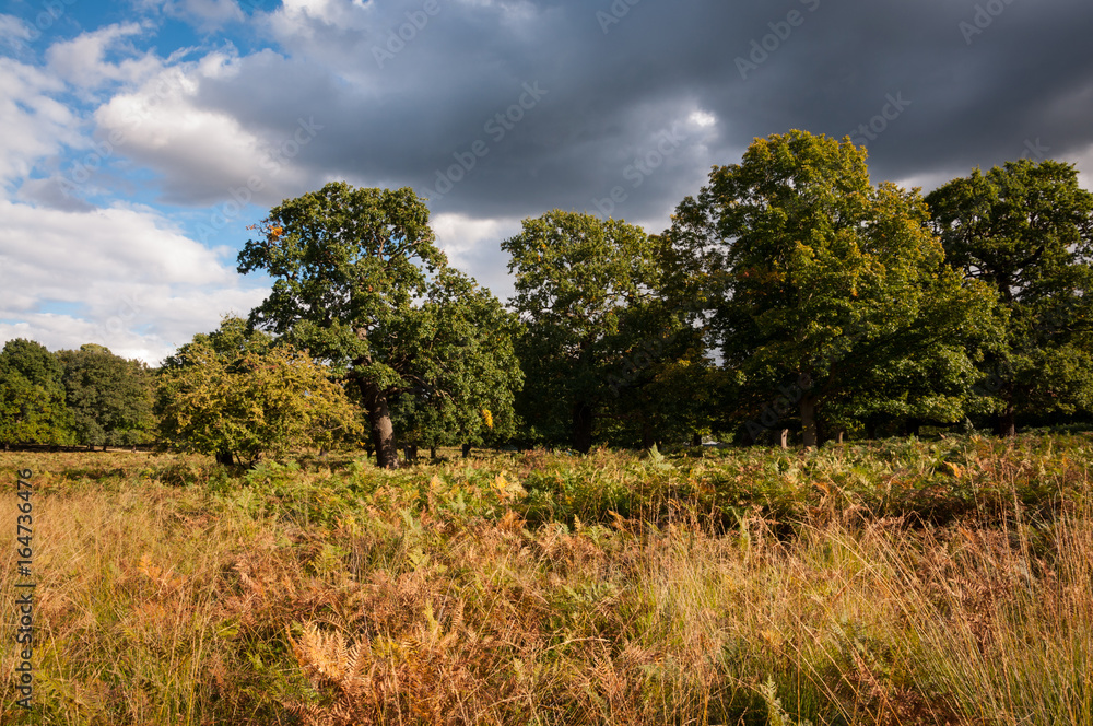 Fototapeta premium Alberi e felci