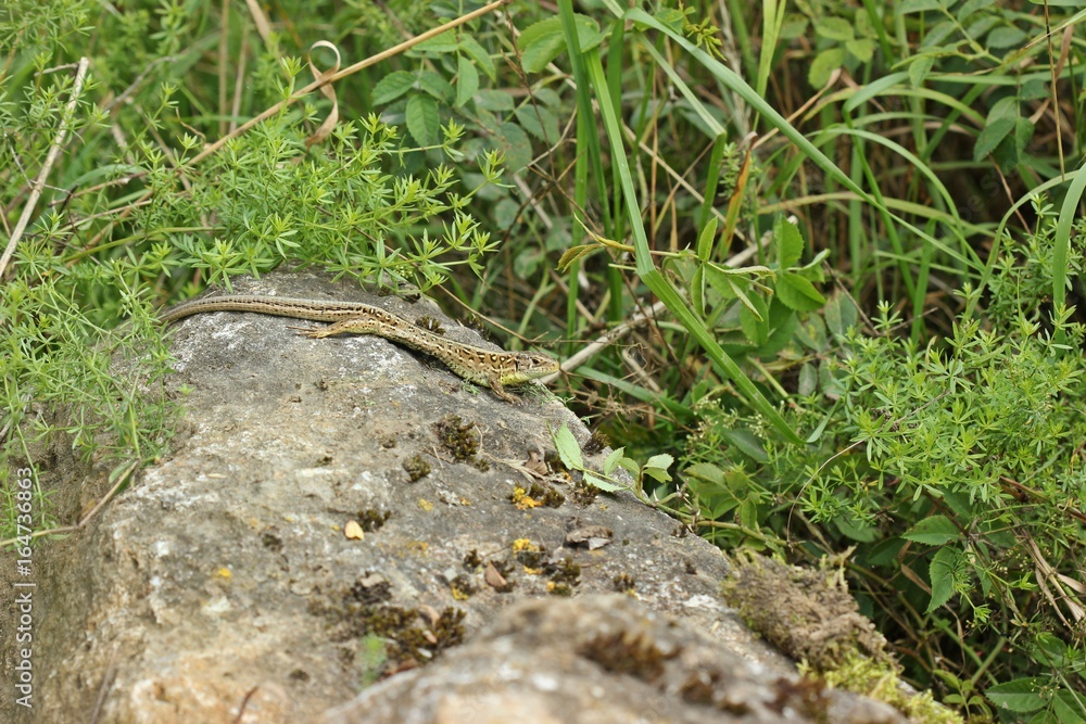 Fototapeta premium Männliche Zauneidechse (Lacerta agilis) auf Stein 