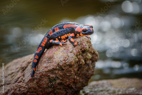 Fire salamander in his natural environment photo