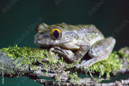 Frog on the branch photo