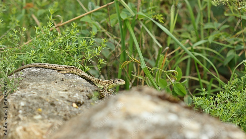 Männliche Zauneidechse (Lacerta agilis) auf Stein
Männliche Zauneidechse (Lacerta agilis) auf Stein