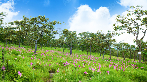 Fototapeta Naklejka Na Ścianę i Meble -  Siam tulips flowers blooming in meadow of Pahinngam National Park ,Chaiyapoom,thailand