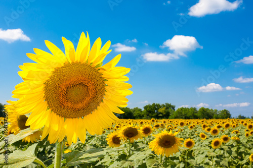 Sunflowers and blue sky with clouds