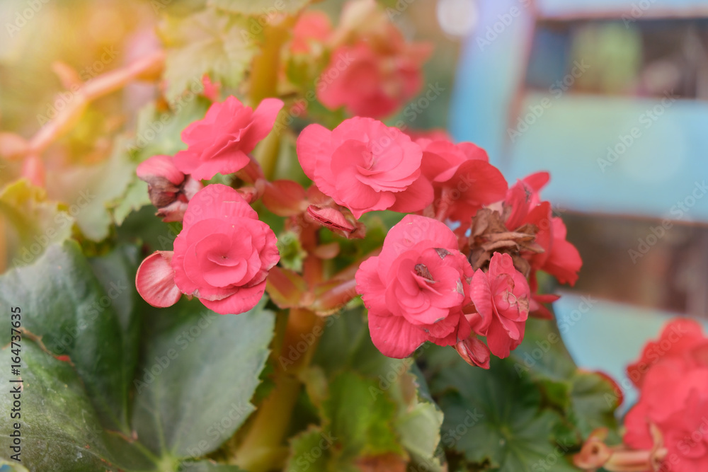 Fototapeta premium Begonia flower / View of red begonia flower in the garden. (Begonia spp. : Begoniaceae) Soft focus.