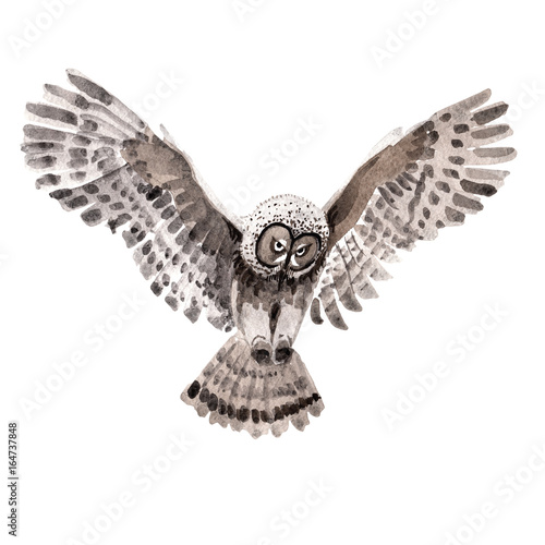Sky bird owl in a wildlife by watercolor style isolated. Wild freedom, bird with a flying wings. Aquarelle bird for background, texture, pattern, frame, border or tattoo.