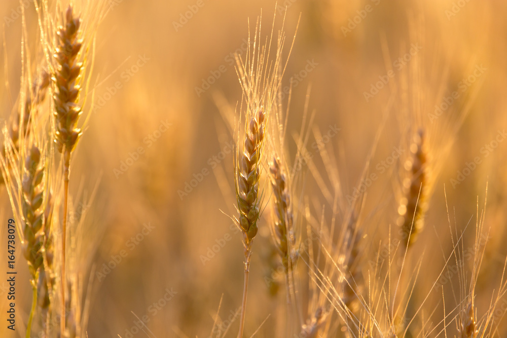 Ears of wheat on the background of a golden sunset Ears of wheat on the background of a golden sunset