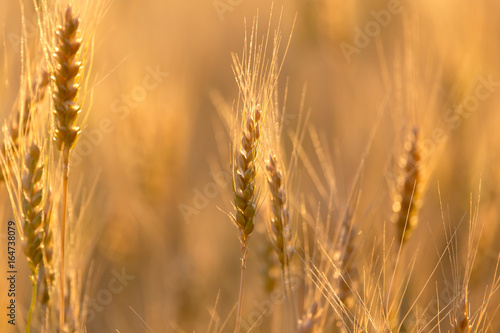 Ears of wheat on the background of a golden sunset © schankz