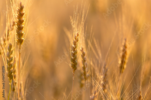 Ears of wheat on the background of a golden sunset