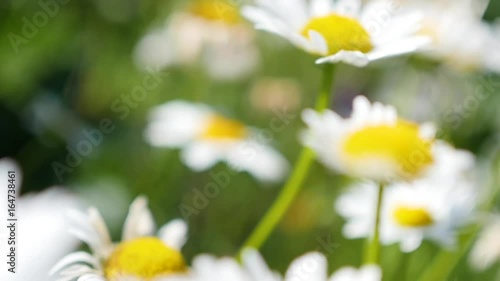 chamomile field close upchamomile field close up camera moving, turning the focus