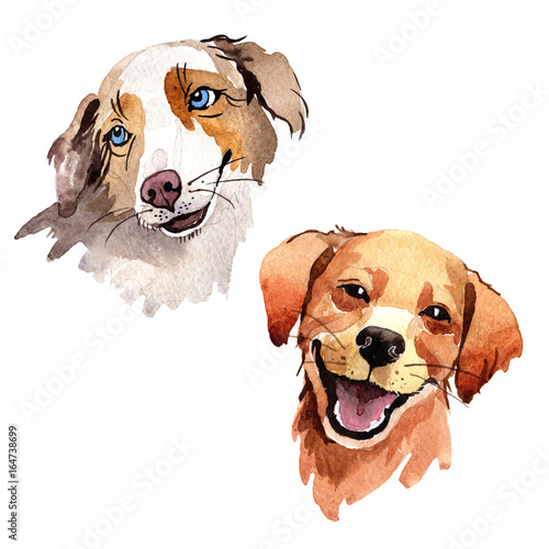 Photography Exotic dog wild animal in a watercolor style isolated