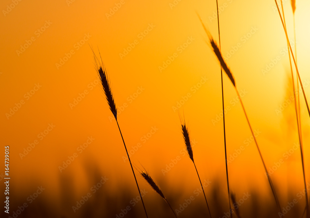 Ears of wheat on the background of a golden sunset