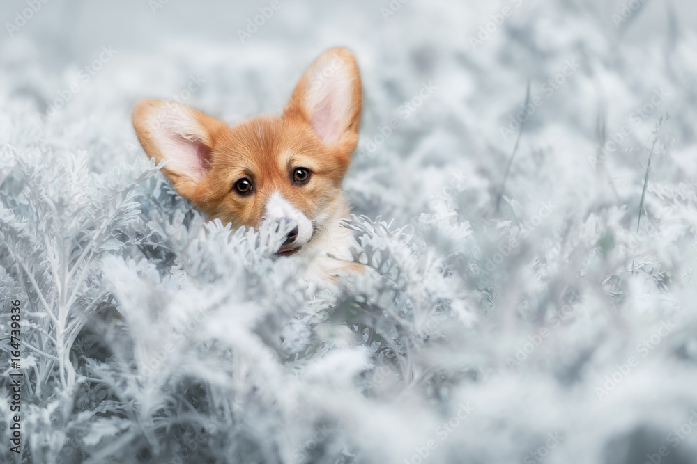 dog Welsh Corgi Pembroke