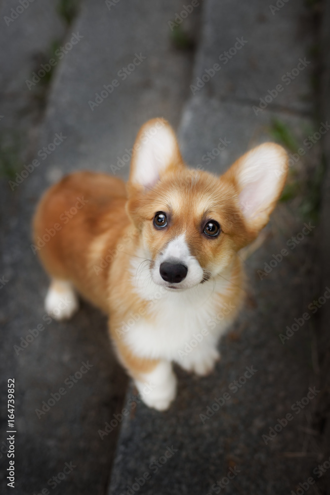 Dog velsh Corgi looking up Dog velsh Corgi looking up