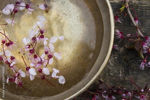 tibetan bown with flowers photo